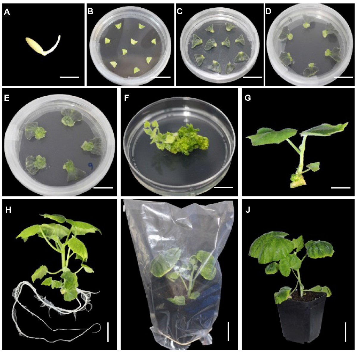establishing a high-efficiency regeneration system in pumpkin
