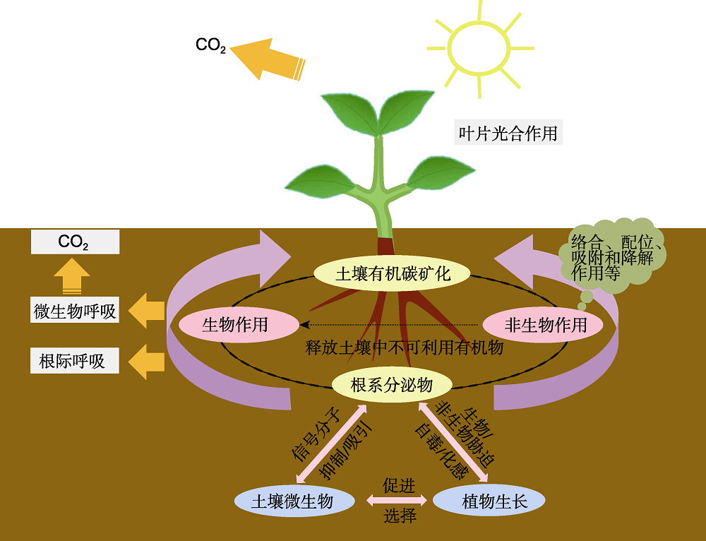 植物根系分泌物主要生态功能研究进展