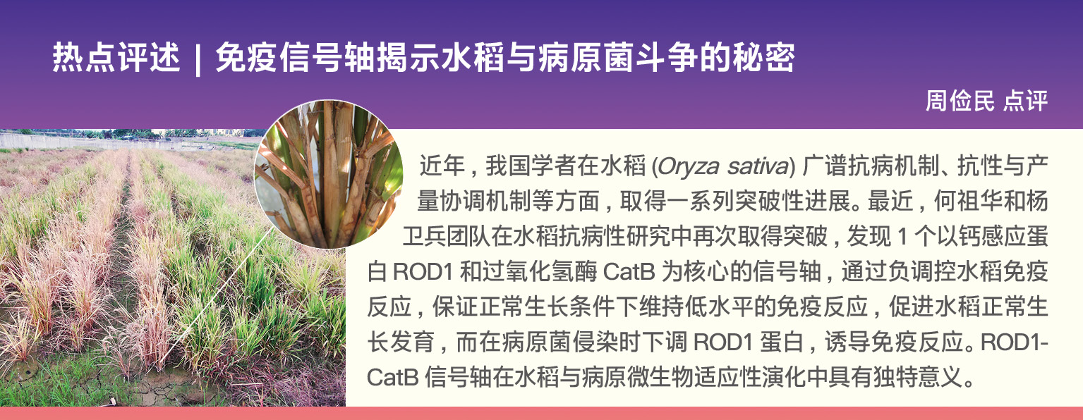 植物学报